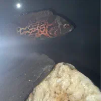 ماهی اسکار واگذاری