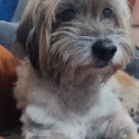 واگذاری سگ پشمالو پاکوتاه