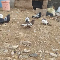 10عدد کبوتر درجه یک