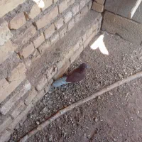 ۲۳۰ هزارتومان|پرنده|اژیه, |دیوار