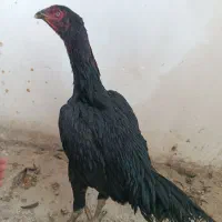 مرغ لاری نصلی