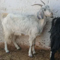 بز سرحال جوان دونه ای ۵۵۰۰|حیوانات مزرعه|مرودشت, مختارآباد|دیوار