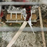 مرغ عشق|پرنده|سردشت, |دیوار