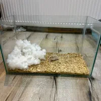 همستر مینیاتوری|موش و خرگوش|ارومیه, |دیوار