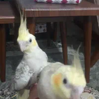 جوجه عروس هلندی