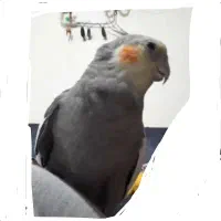 عروس هلندی سخنگو نر