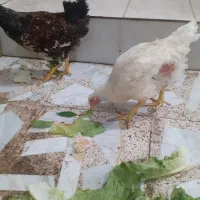 مرع وخروس  محلی و گوشتی سالم