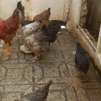 مرغ وخروس گلین ولاری