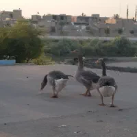 غاز برا فروش در حمیدیه