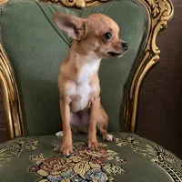 سگ شیواوا ماده اپل هد 7ماهه