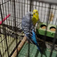 مرغ عشق مولد|پرنده|آبادان, |دیوار