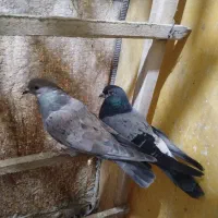 کبوتر جفت نر و ماده