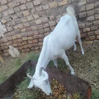 بره وبز|حیوانات مزرعه|رفسنجان, |دیوار