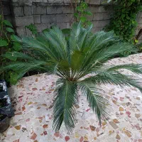 گل سیکاس