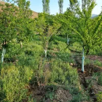 باغ جاجرود، روستای ترقیان