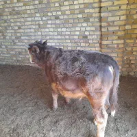 گوساله نر     خر یا الاغ ماده هم بره  شالی