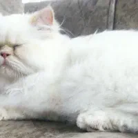 گربه|گربه|ماکو, |دیوار