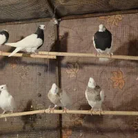 فروش کبوتر طوقی|پرنده|لامرد, |دیوار