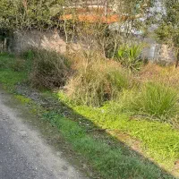 زمین مسکونی|فروش زمین و ملک کلنگی|رشت, احمد گوراب|دیوار