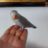 طوطی کوتوله