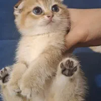 گربه گلد فولد