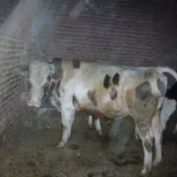 گوساله نر