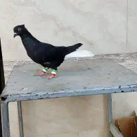 کبوتر ماده اشعل|پرنده|اهواز, کارون|دیوار