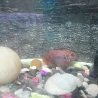 دو ماهی گوستخوار