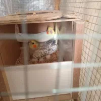 نرماده عروس هلندی