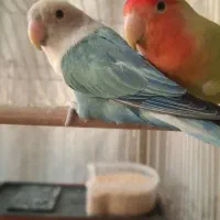 یک جفت طوطی برزیلی