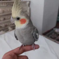 پرنده  عروس هلندی