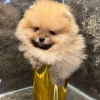 پامرانین خرسی تیکاپ اصیل