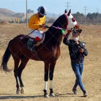 اسب کورسی 5 ساله