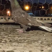 کبوتر|پرنده|شیراز, کوشک میدان|دیوار