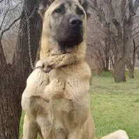 سگ نگهبان لازمم