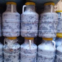 کپک ،هارک ، جاهین|خوردنی و آشامیدنی|سراوان, |دیوار