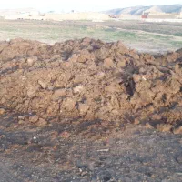 پهن گوسفندی