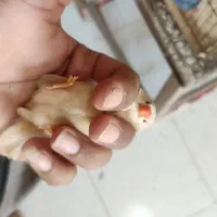 فنج زبرا