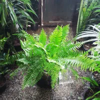 گل های آپارتمانی|گل و گیاه طبیعی|شیراز, شیخ روزبهان|دیوار