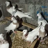 کبوتر طوقی قیمت 450الی 550|حیوانات مزرعه|خورموج, |دیوار