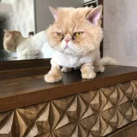 گربه پرشین فلت.