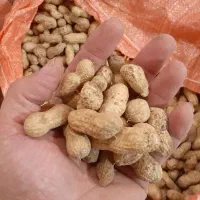 بادام زمینی افتاب خشک