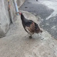 بوقلمو