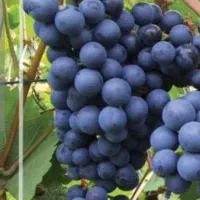 نهال انگور ، انگور ترکمن 4 دوساله ریشه لخت