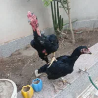 خروس اوشامو لاری|حیوانات مزرعه|راور, |دیوار