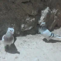 کبوتر|پرنده|شیراز, درکی|دیوار