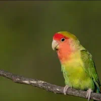 قبول واگذاری انواع پرنده