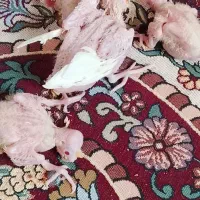 جوجه عروس هلندی سرلاکی