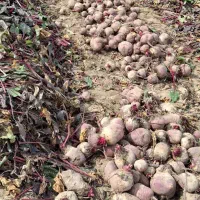 چغندر لبو|خوردنی و آشامیدنی|ارشق, |دیوار