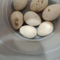 تخم بوقلمون